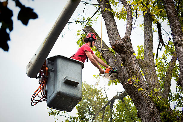 Roscoe, TX Tree Removal and Landscaping Services Company